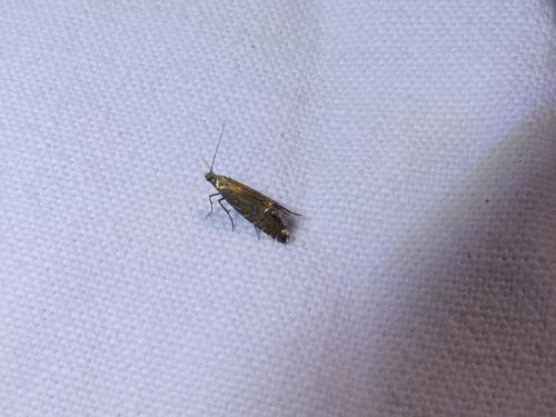 Réf. 206 407 : Glyphipterix thrasonella